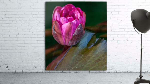 Sunkissed Pond Lily   Wall Preview