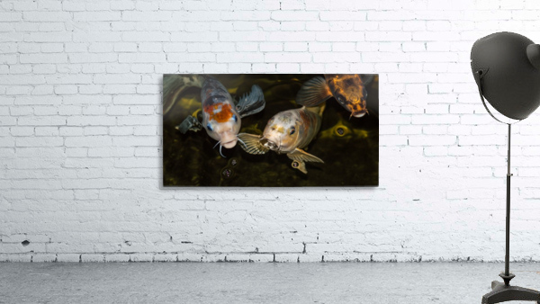Koi Rising  Wall Preview