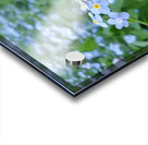 Forget Me Nots Acrylic print