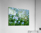 Forget Me Nots Acrylic Print