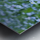 Forget Me Nots Metal print