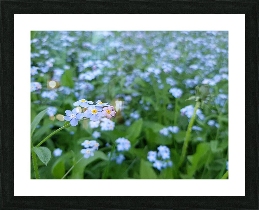 Forget Me Nots Picture Frame print