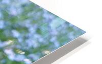 Forget Me Nots HD Metal print