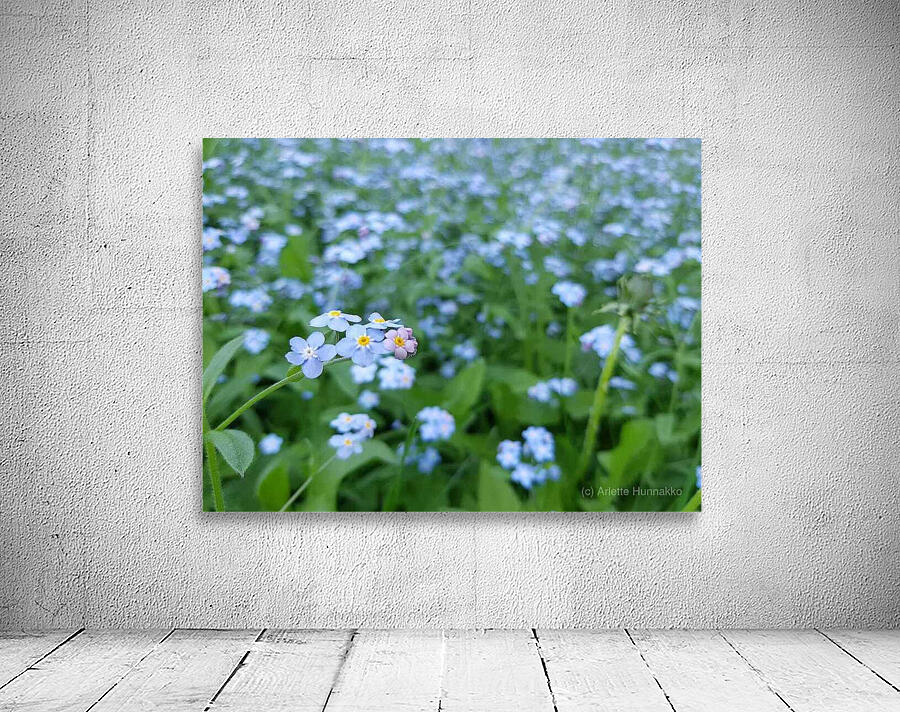 Forget Me Nots Wall Preview