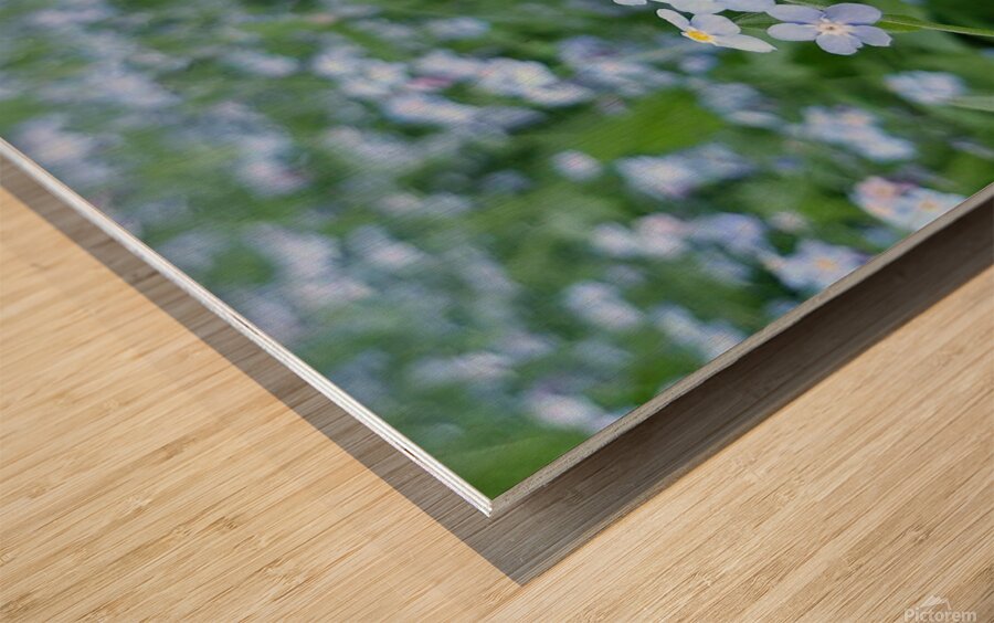 Forget Me Nots Wood print