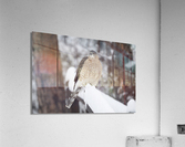 Chicken Hawk Acrylic Print