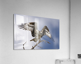 The Osprey Acrylic Print