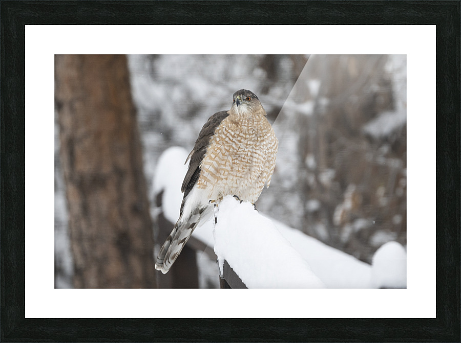 Chicken Hawk Picture Frame print