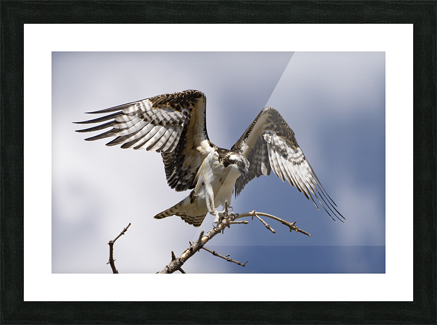 The Osprey Picture Frame print