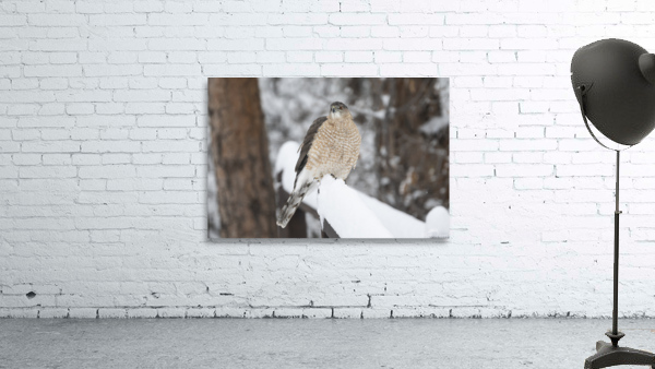 Chicken Hawk Wall Preview