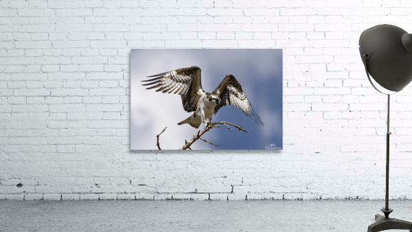 The Osprey Wall Preview
