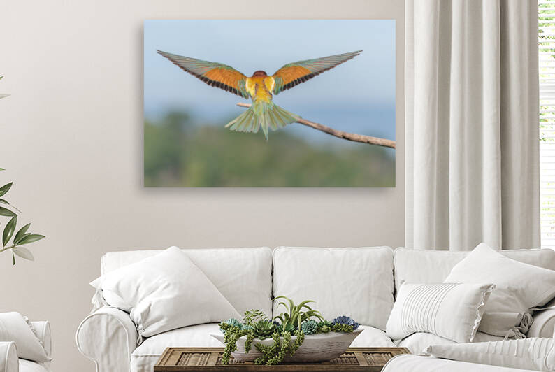 European Bee-eater Merops apiaster WITH SPREAD WINGS. by Christian Decout