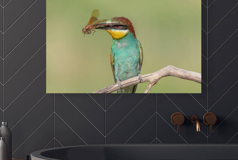 European Bee-eater Merops apiaster with a dragonfly in its beak. by Christian Decout