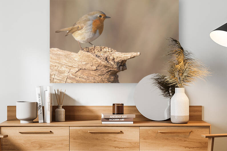 European Robin perched on a branch in the forest in winters. by Christian Decout