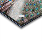 Peacock Acrylic print