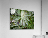 Droplets Acrylic Print