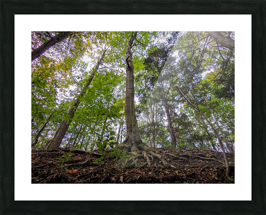 View from below Picture Frame print