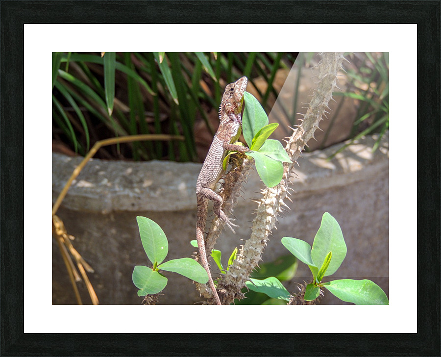 Catching some sun Picture Frame print