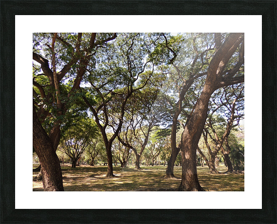 Bangkok Park Picture Frame print