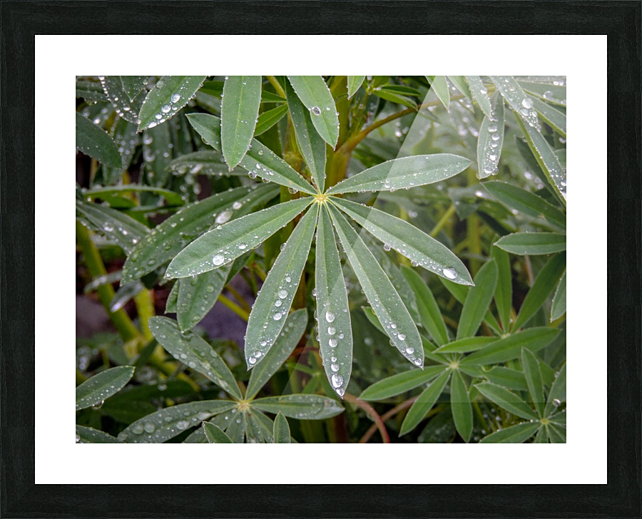 Droplets Picture Frame print