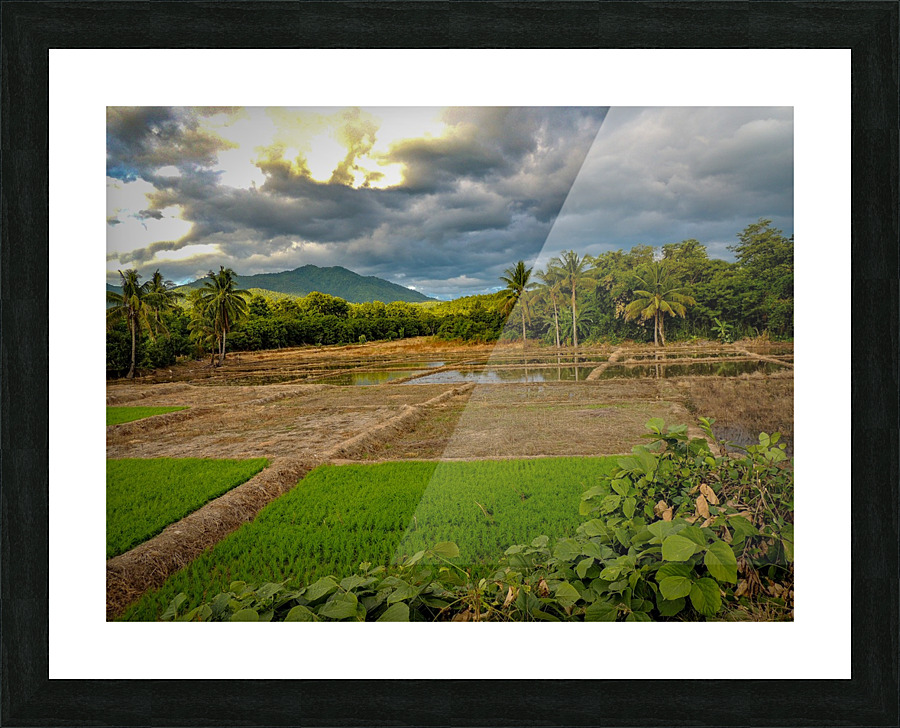 Rice Fields Picture Frame print