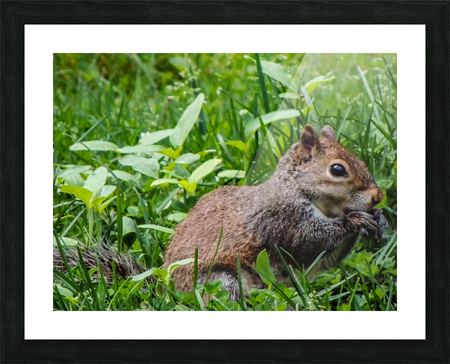 Squirrel Picture Frame print