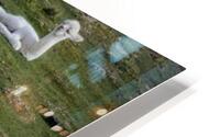 Alpaca HD Metal print