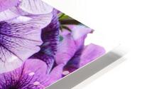 Purple Flower HD Metal print