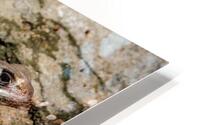 Lizard HD Metal print