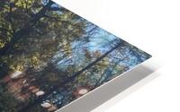 Royal Oaks   HD Metal print