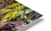 CaliCrow HD Metal print