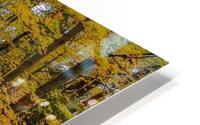 Fall Foliage HD Metal print