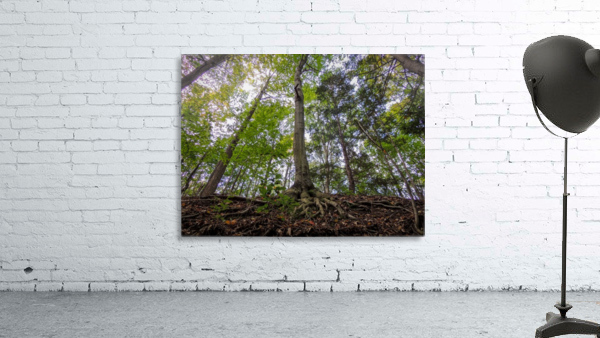 View from below Wall Preview