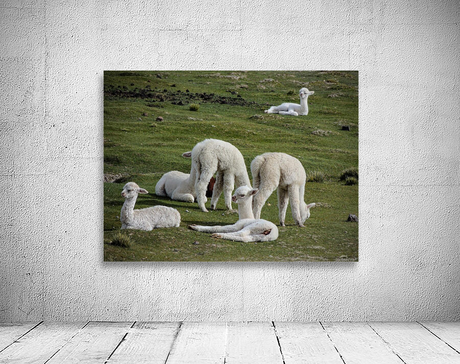 Alpaca Wall Preview
