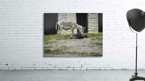 Dos Burros Wall Preview