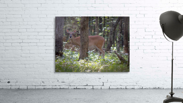 Deer Wall Preview