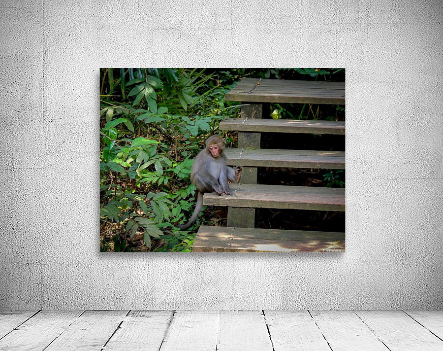 Timid Monkey Wall Preview