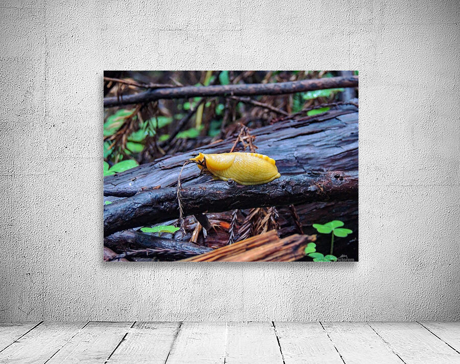 Banana Slug Wall Preview