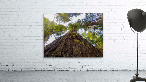 Look Up Wall Preview