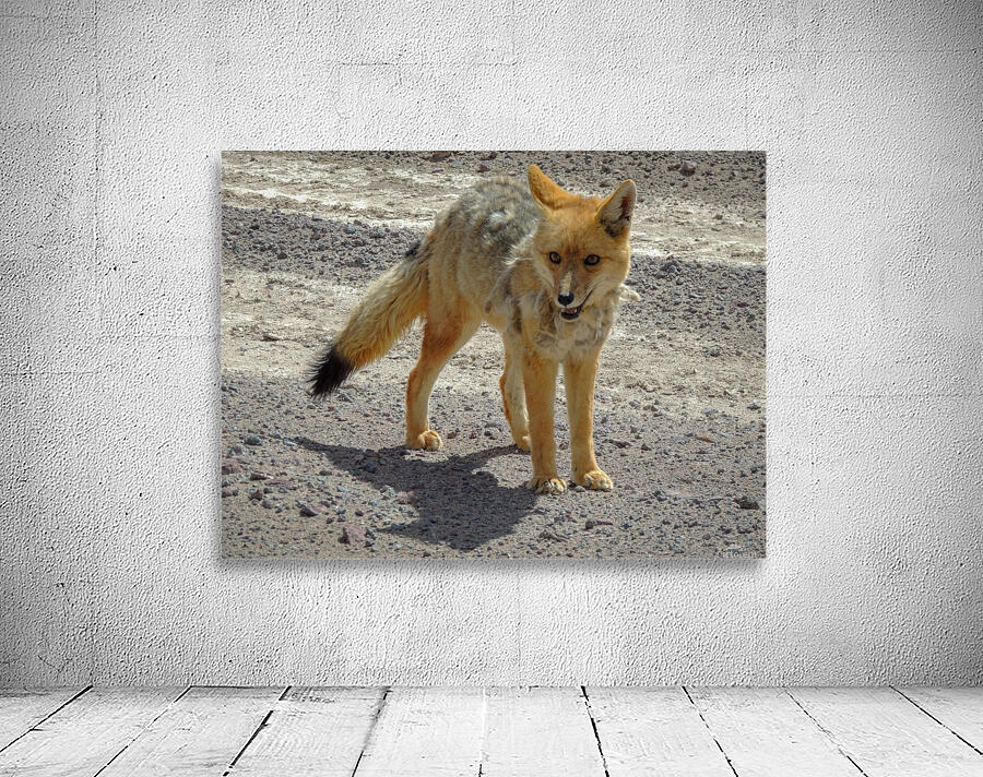 Desert Fox Wall Preview