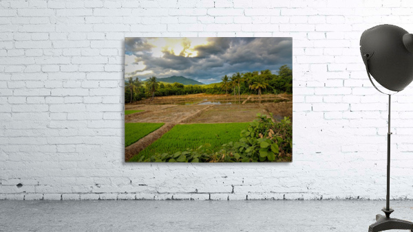 Rice Fields Wall Preview