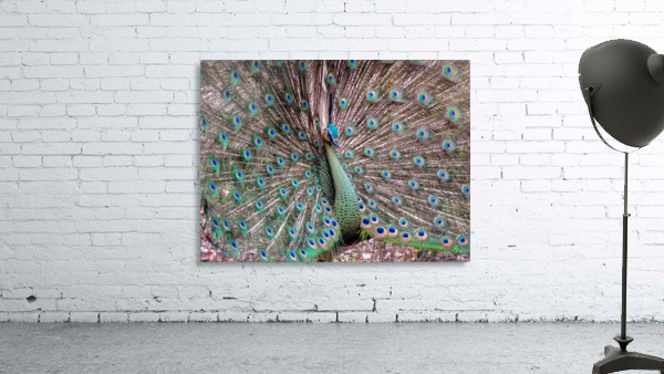 Peacock Wall Preview