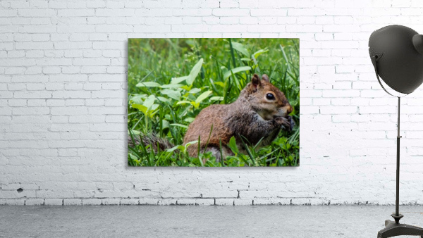 Squirrel Wall Preview