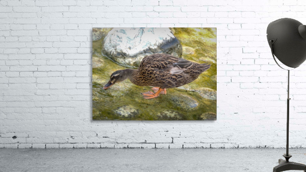 Duck Wall Preview