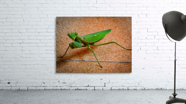 Mantis Wall Preview