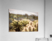 cactus bush 1 Acrylic Print