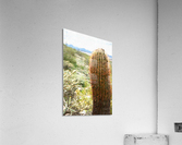 DSC05652 studio 3 Acrylic Print