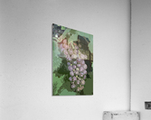 grapes 4 canvas Acrylic Print