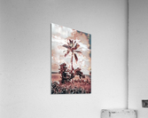 single palm 3 Acrylic Print