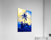single palm 5 Acrylic Print